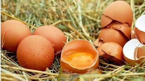Eggs can significantly help manage obesity